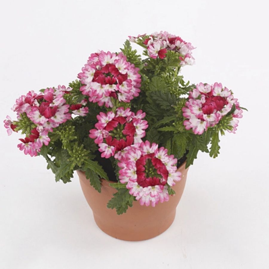 Вербена Дримс Ред Шадес - Dolina-Sad.Ru