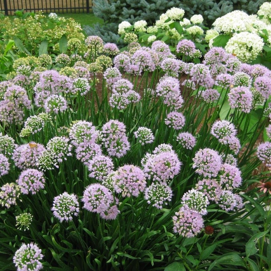 Аллиум сизый Аллиум сизый - Dolina-Sad.Ru