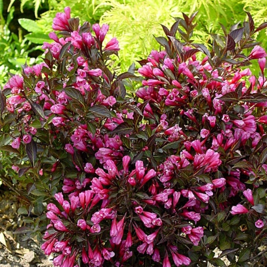 Вейгела цветущая Блэк Руби Вейгела цветущая Блэк Руби - Dolina-Sad.Ru