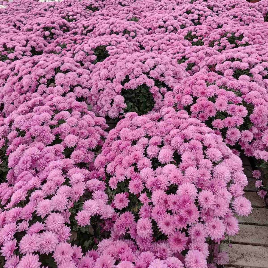 Хризантема мультифлора Пинк - Dolina-Sad.Ru