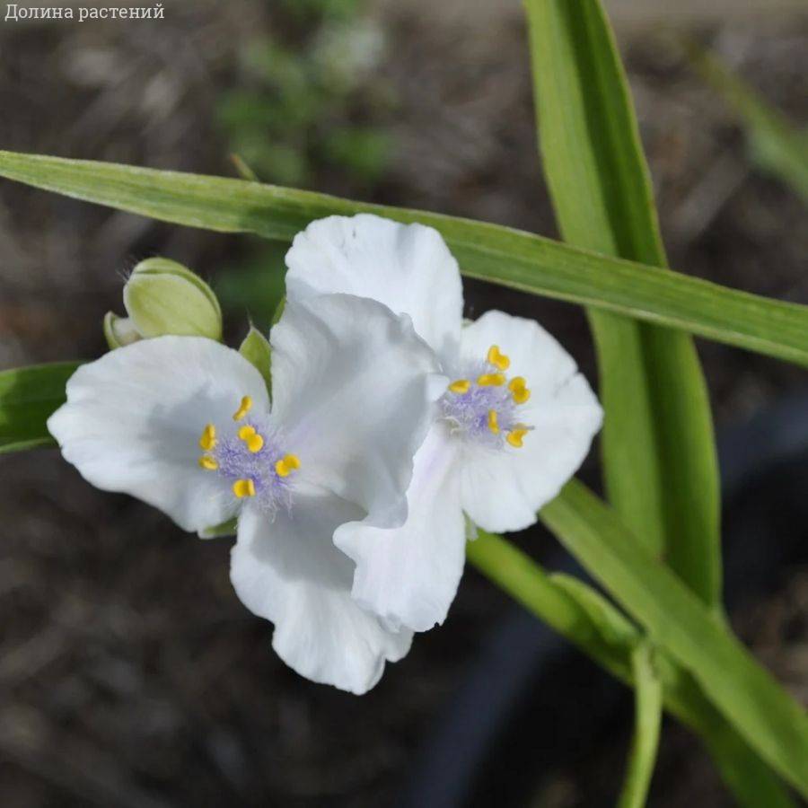 Традесканция андерсона Литл Вайт Долл Традесканция андерсона Литл Вайт Долл - Dolina-Sad.Ru