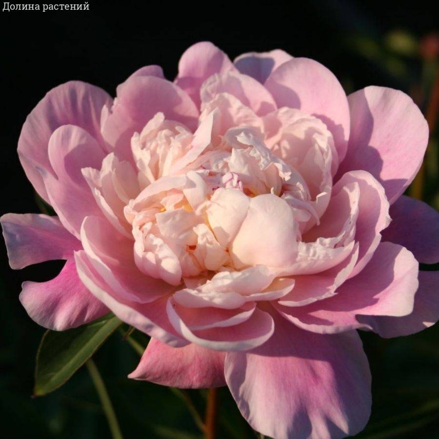 Пион Катарина Фонтейн - Dolina-Sad.Ru