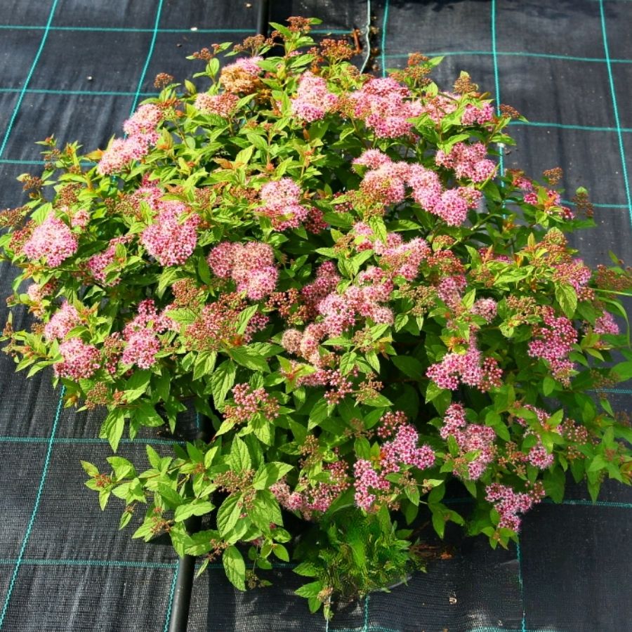 Спирея японская Манон, С5 - Dolina-Sad.Ru