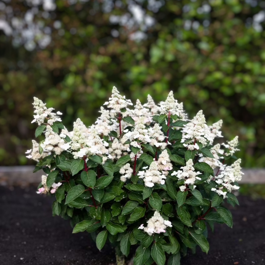 Гортензия метельчатая Инфинити, С2 Гортензия метельчатая Инфинити, С2 - Dolina-Sad.Ru