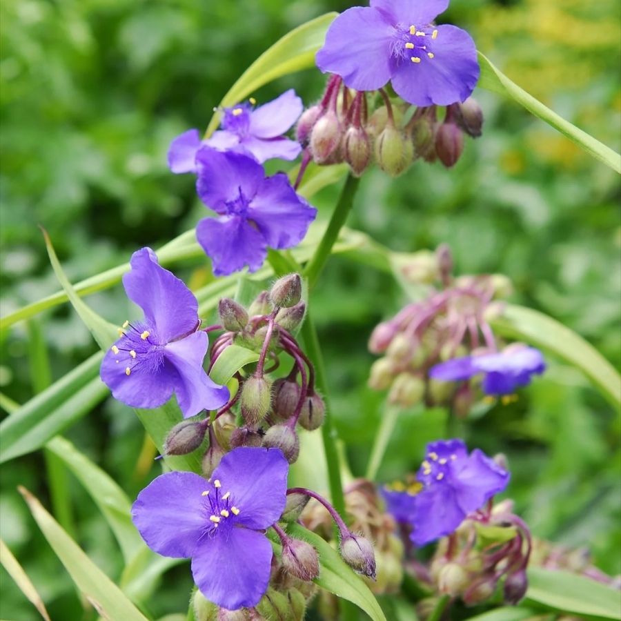 Традесканция андерсона Леонора Традесканция андерсона Леонора - Dolina-Sad.Ru