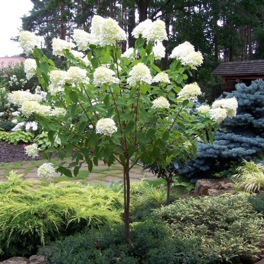 Гортензия метельчатая Канделайт на штамбе Гортензия метельчатая Канделайт на штамбе - Dolina-Sad.Ru