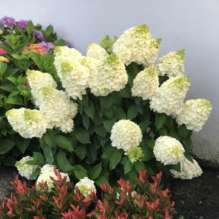 Гортензия метельчатая Мэджикал Мун Бланк - Dolina-Sad.Ru