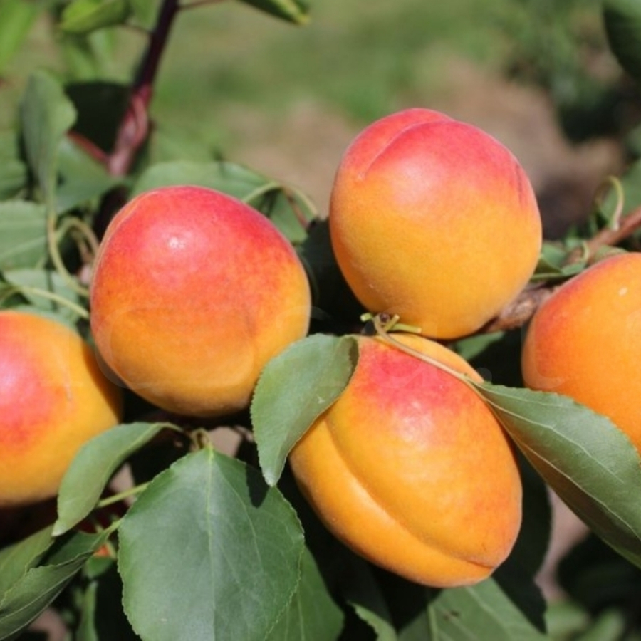 Абрикос Новосадская - Dolina-Sad.Ru