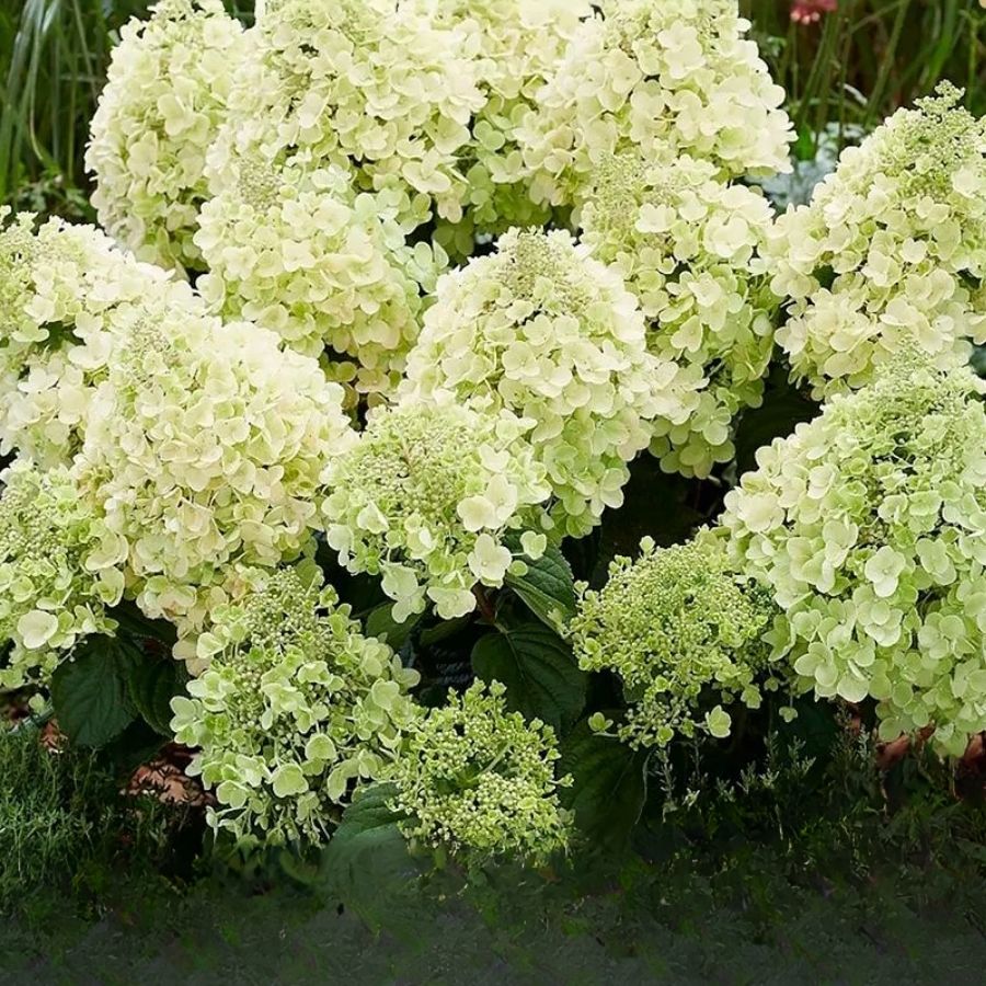 Гортензия метельчатая Би Хеппи, С2 Гортензия метельчатая Би Хеппи, С2 - Dolina-Sad.Ru