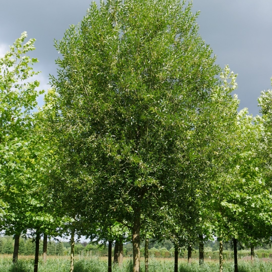 Ива ломкая, С3 Ива ломкая, С3 - Dolina-Sad.Ru