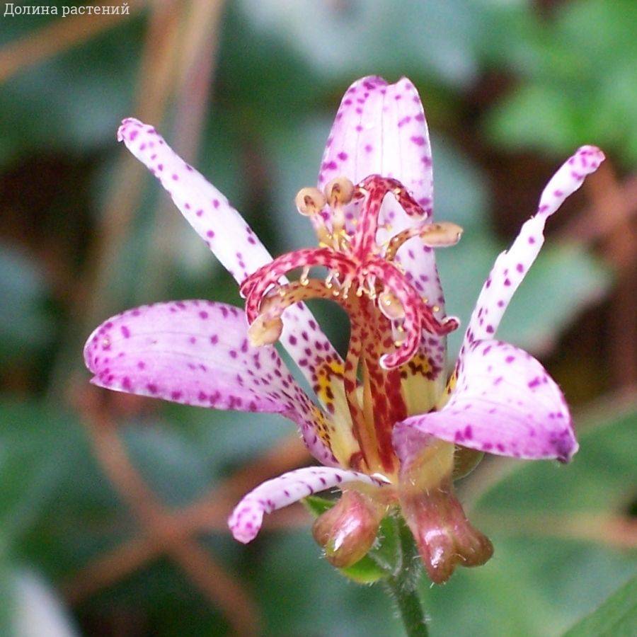 Трициртис формозский столонифера Трициртис формозский столонифера - Dolina-Sad.Ru