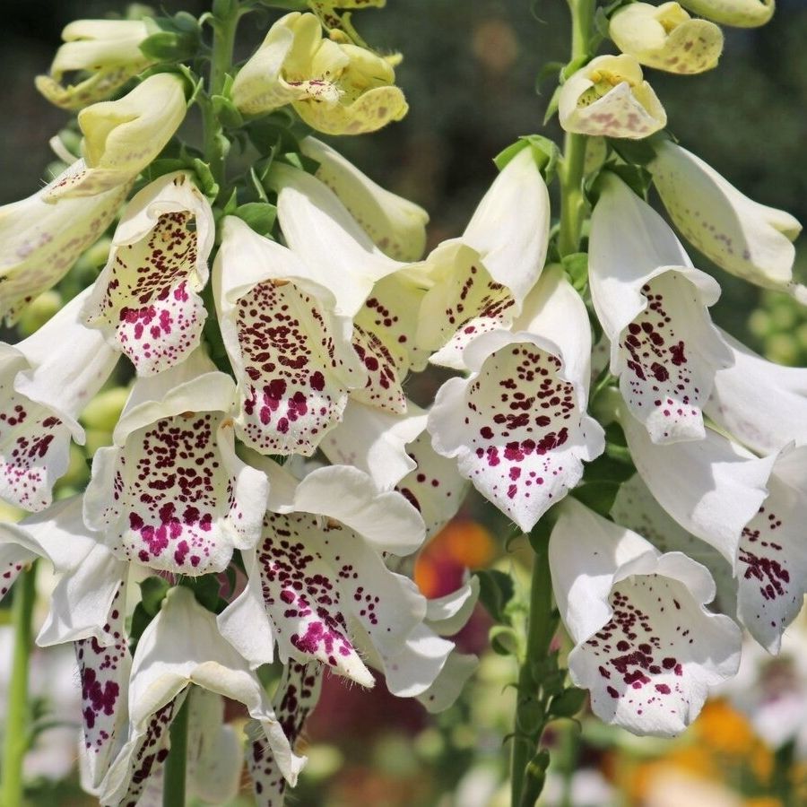 Наперстянка пурпурная Виртуоза Вайт Наперстянка пурпурная Виртуоза Вайт - Dolina-Sad.Ru