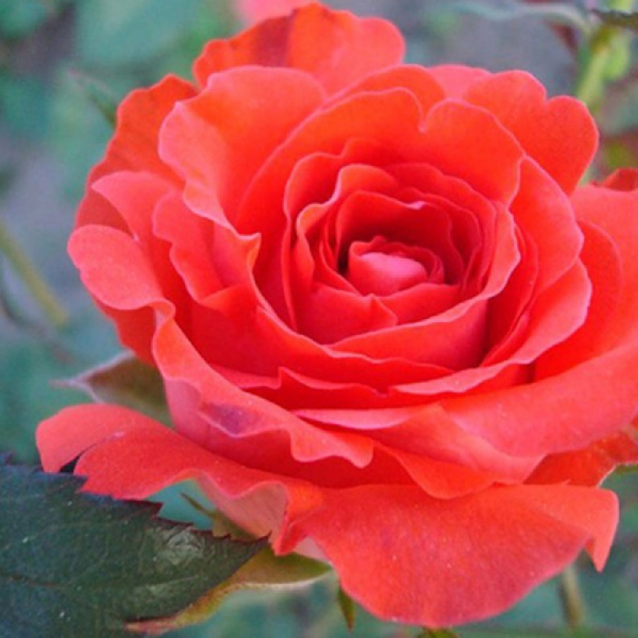 Роза Джелика - Dolina-Sad.Ru