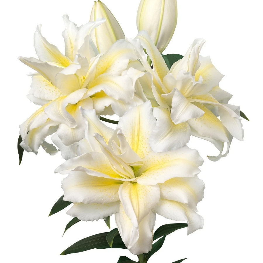 Лилия Роузлили Ирвана Лилия Роузлили Ирвана - Dolina-Sad.Ru