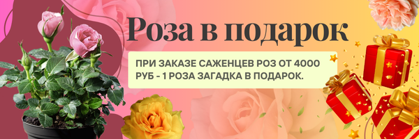 розы подарок