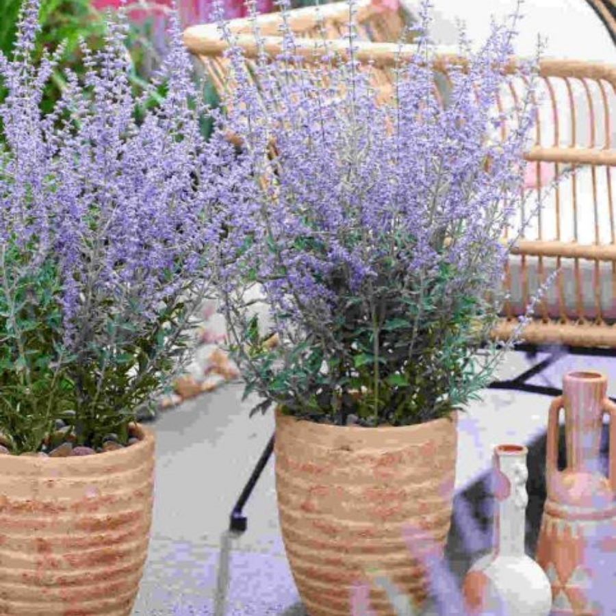 Перовския лебедолистная Прайм Тайм - Dolina-Sad.Ru