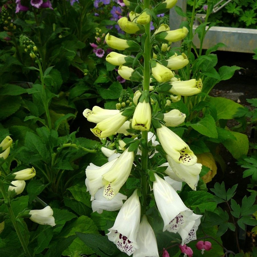 Наперстянка пурпурная Виртуоза Вайт Наперстянка пурпурная Виртуоза Вайт - Dolina-Sad.Ru