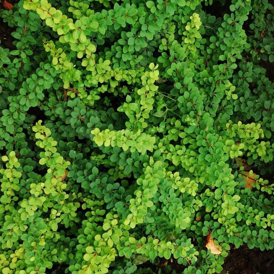 Барбарис Тунберга Грин Орнамент, С2 - Dolina-Sad.Ru