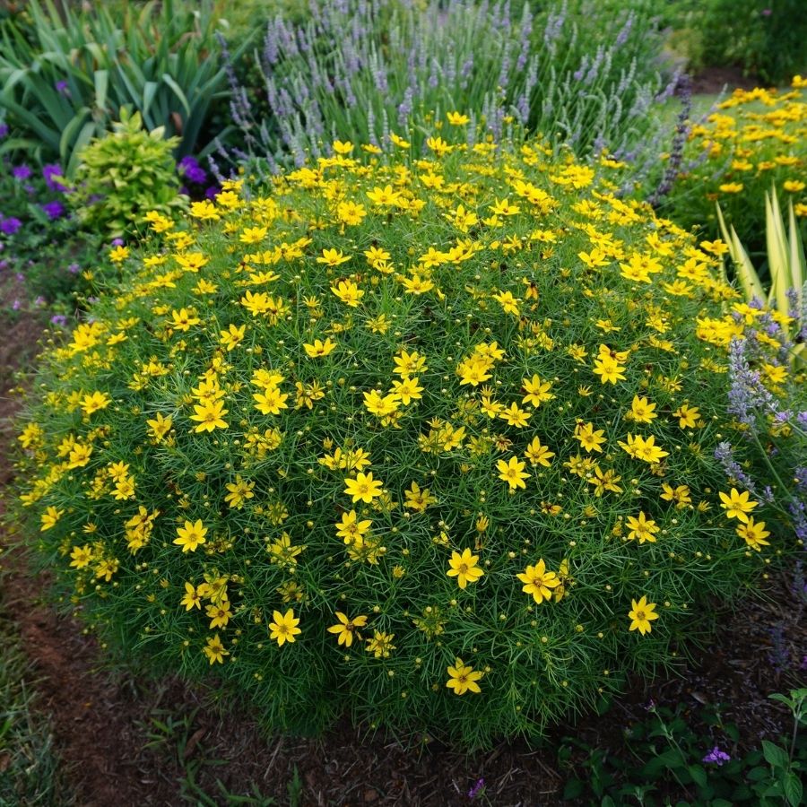 Кореопсис Вертиициллата Кореопсис Вертиициллата - Dolina-Sad.Ru