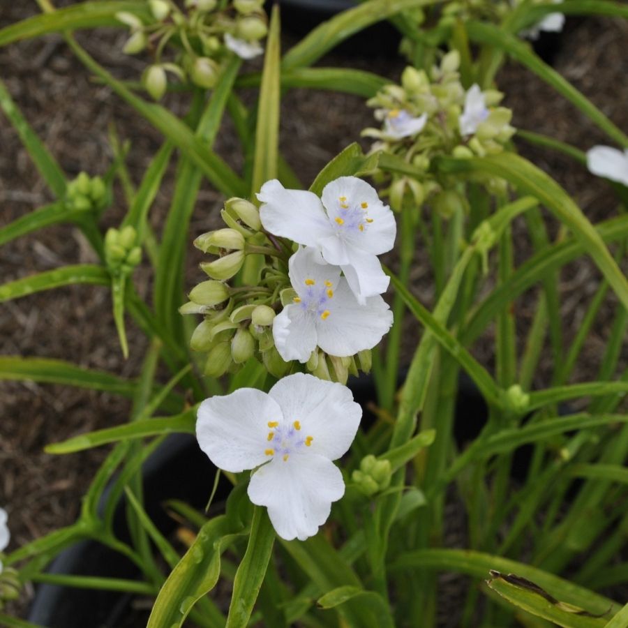 Традесканция андерсона Литл Вайт Долл Традесканция андерсона Литл Вайт Долл - Dolina-Sad.Ru
