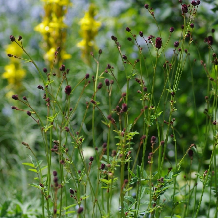 Кровохлебка лекарственная Лум Кровохлебка лекарственная Лум - Dolina-Sad.Ru