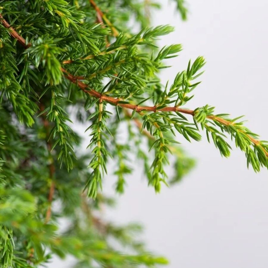 Можжевельник Гринмантл, С3 - Dolina-Sad.Ru