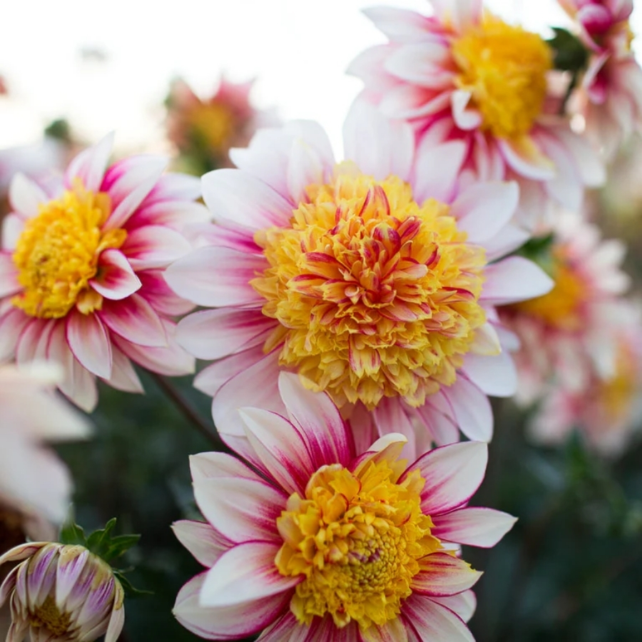 Георгина Полька Георгина Полька - Dolina-Sad.Ru