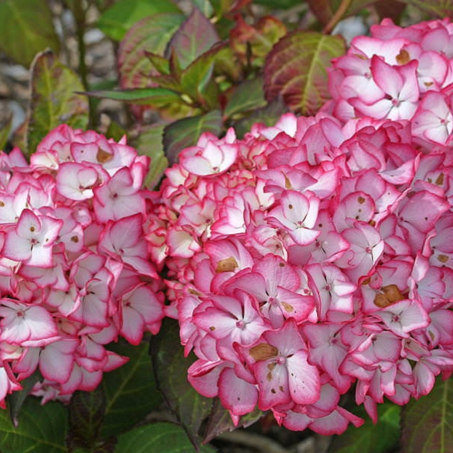 Гортензия крупнолистная Мираи Гортензия крупнолистная Мираи - Dolina-Sad.Ru
