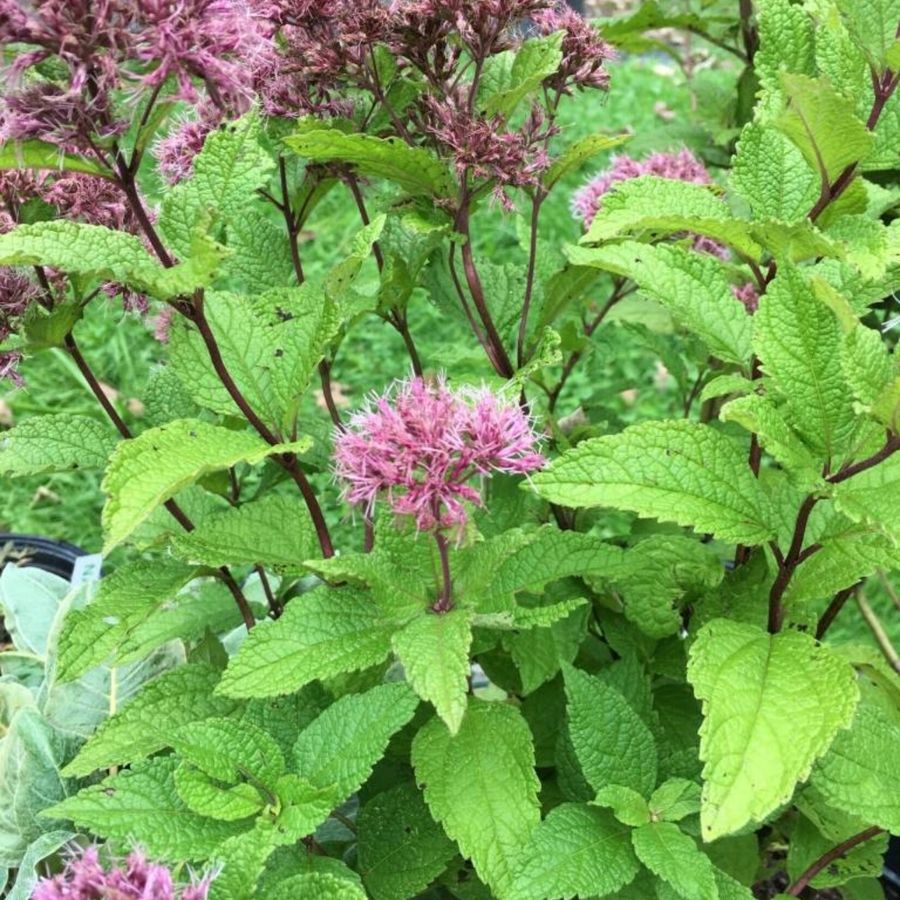 Посконник Литл Джо Посконник Литл Джо - Dolina-Sad.Ru