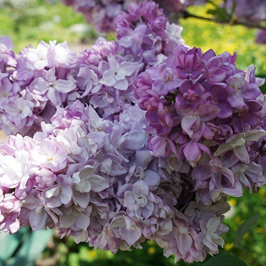 Сирень Катерина Хавемейер, С3 Сирень Катерина Хавемейер, С3 - Dolina-Sad.Ru