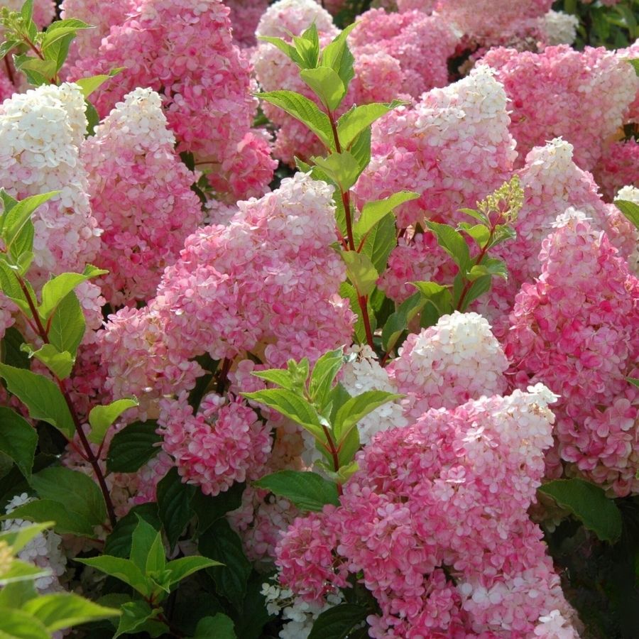 Гортензия метельчатая Ванилла Фрейз, С3 Гортензия метельчатая Ванилла Фрейз, С3 - Dolina-Sad.Ru