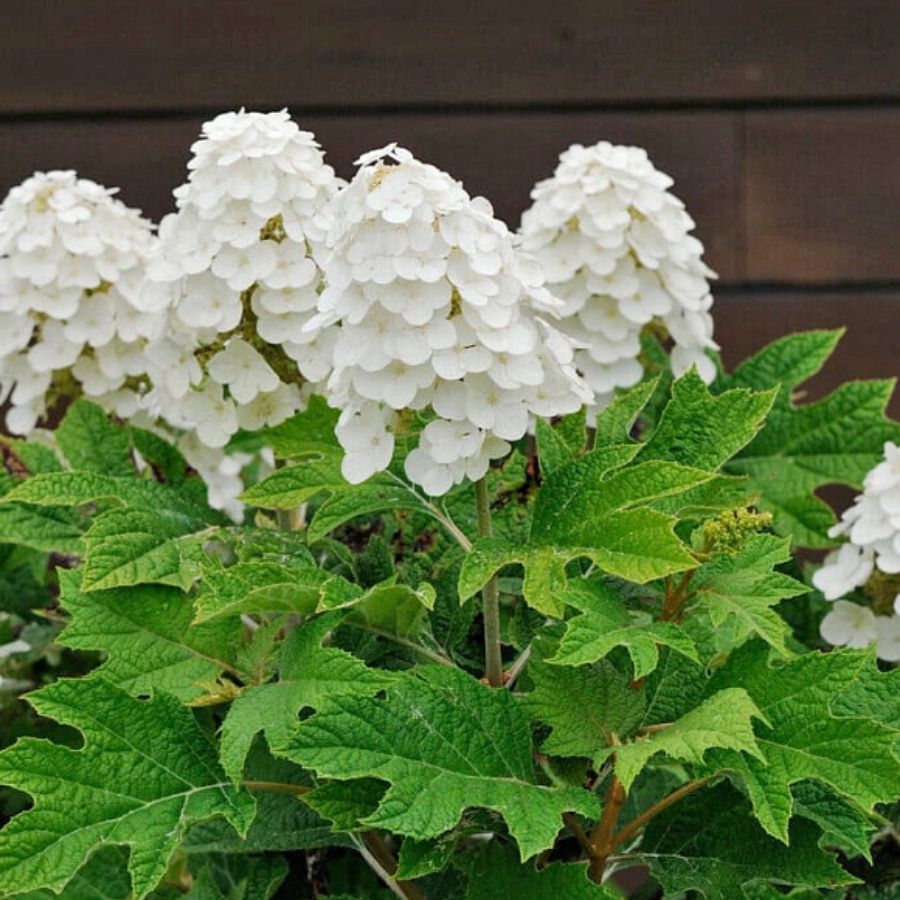 Гортензия дуболистная Алиса, С2 - Dolina-Sad.Ru