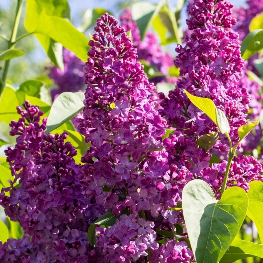 Сирень обыкновенная Маршал Фош, С2 Сирень обыкновенная Маршал Фош, С2 - Dolina-Sad.Ru