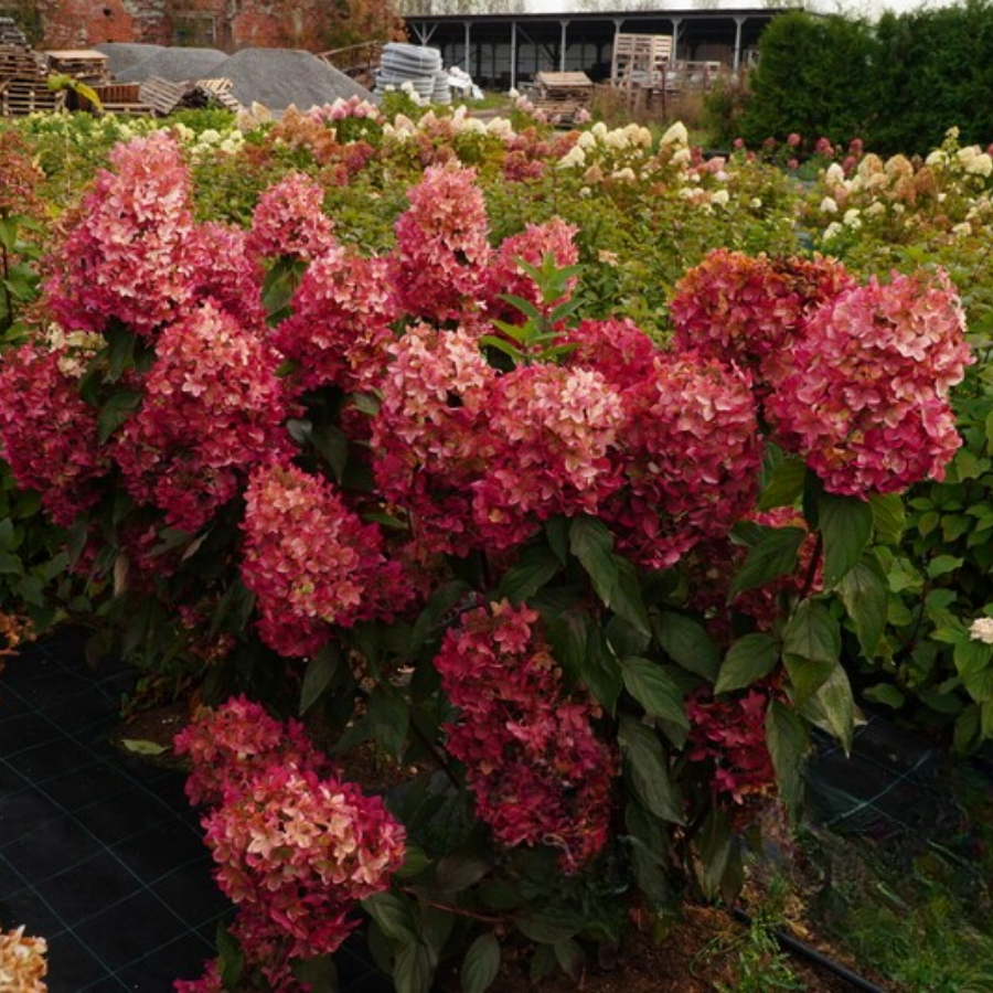 Гортензия метельчатая Металика, С2 Гортензия метельчатая Металика, С2 - Dolina-Sad.Ru