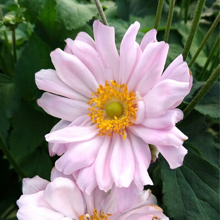 Анемона гибридная Монт-роз Анемона гибридная Монт-роз - Dolina-Sad.Ru