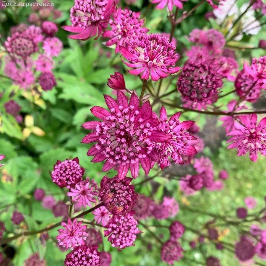 Астранция Дарк Шайни Айз Астранция Дарк Шайни Айз - Dolina-Sad.Ru