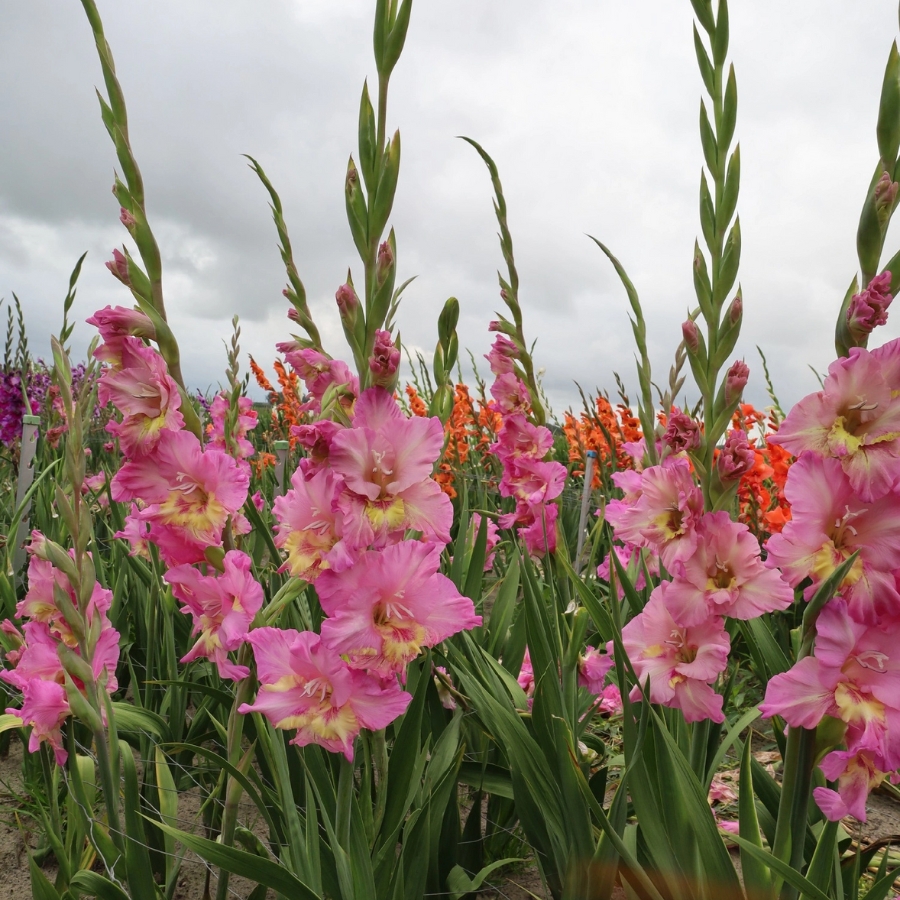 Гладиолус Хэппи Диско - Dolina-Sad.Ru