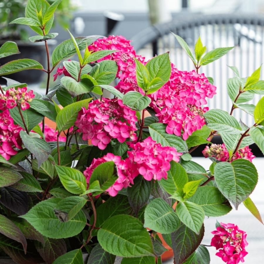 Гортензия пильчатая Мэджик Сансэт, С3 Гортензия пильчатая Мэджик Сансэт, С3 - Dolina-Sad.Ru