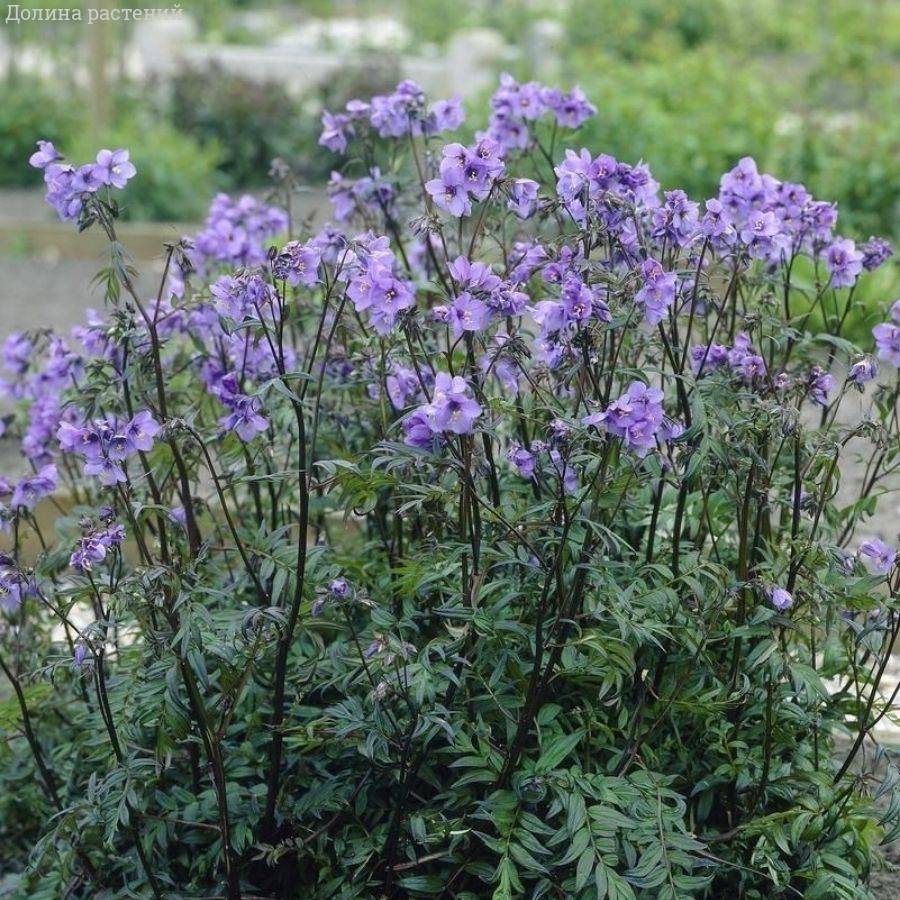 Синюха езоэнская Брессинхам Пурпл Синюха езоэнская Брессинхам Пурпл - Dolina-Sad.Ru
