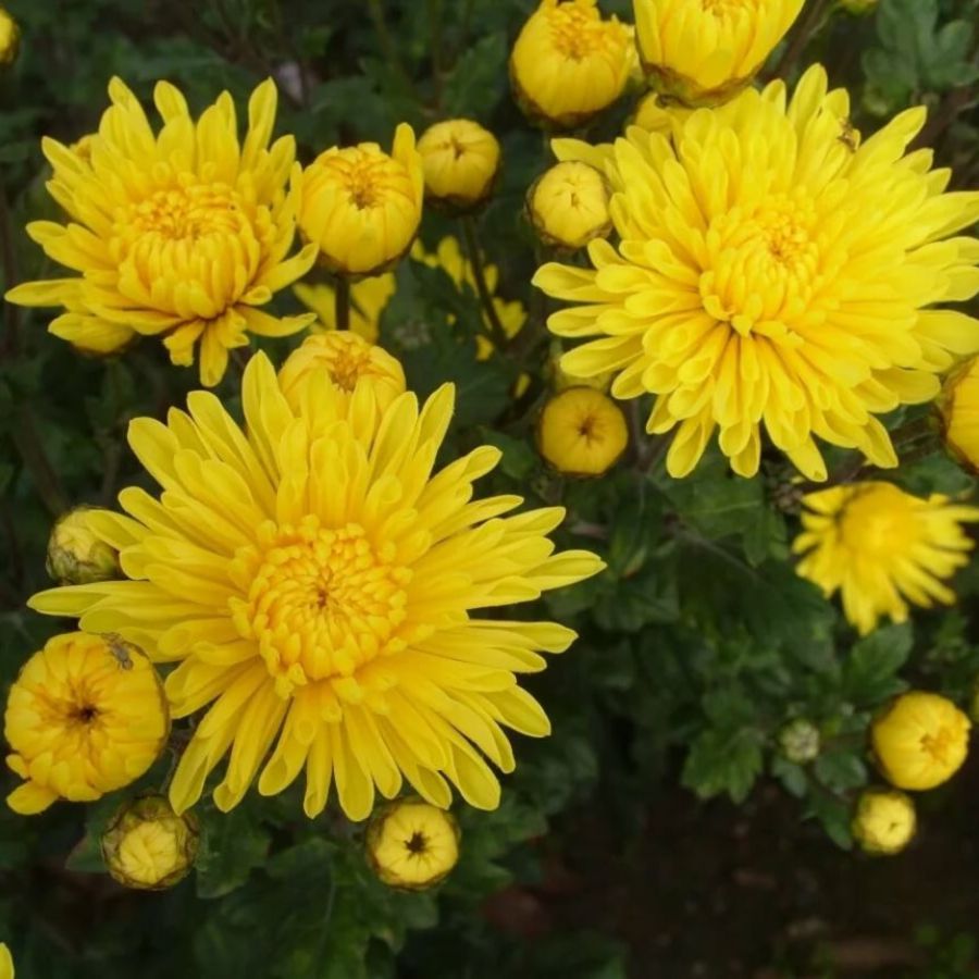 Хризантема мультифлора Бранфонтей Еллоу - Dolina-Sad.Ru