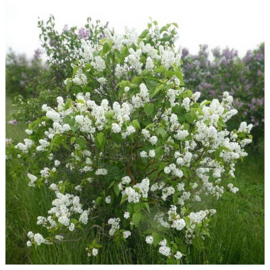 Сирень Мадам Флорен Степман, С3 Сирень Мадам Флорен Степман, С3 - Dolina-Sad.Ru