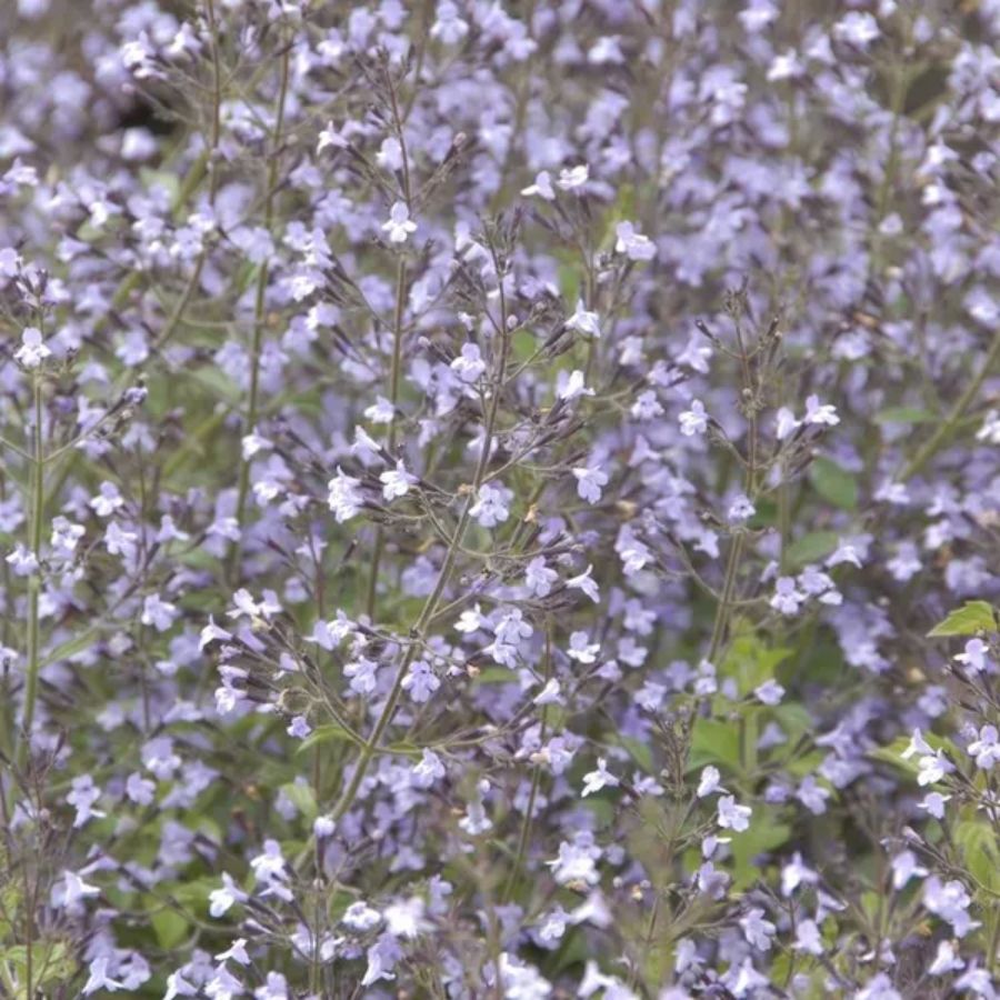 Душевик Блю Клауд Душевик Блю Клауд - Dolina-Sad.Ru
