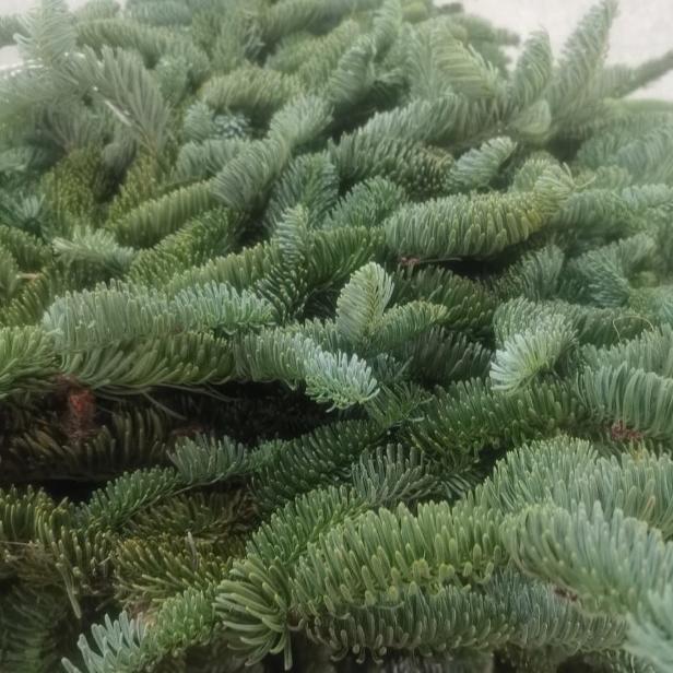 Лапник пихты Нобилиса (1 банч, 5 кг, 10-13 веток 55-70 см) - Dolina-Sad.Ru