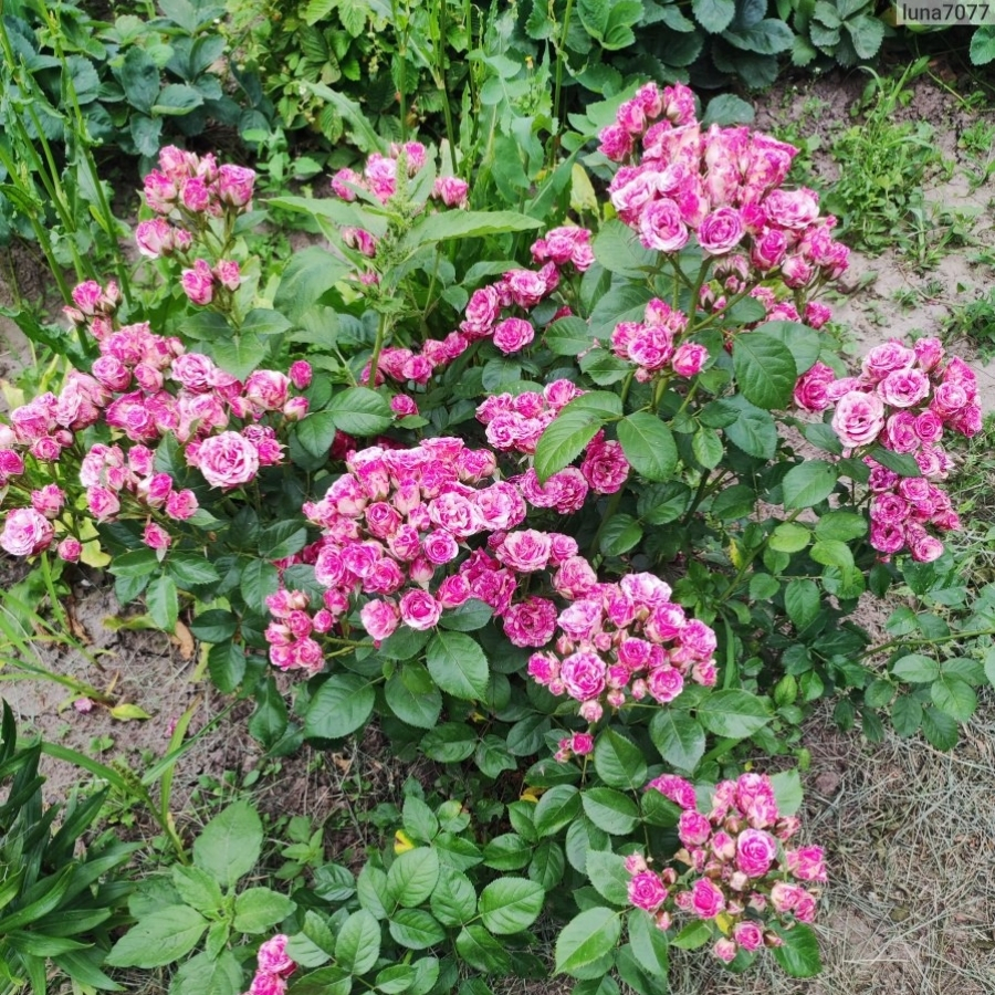 Роза Флешинг - Dolina-Sad.Ru