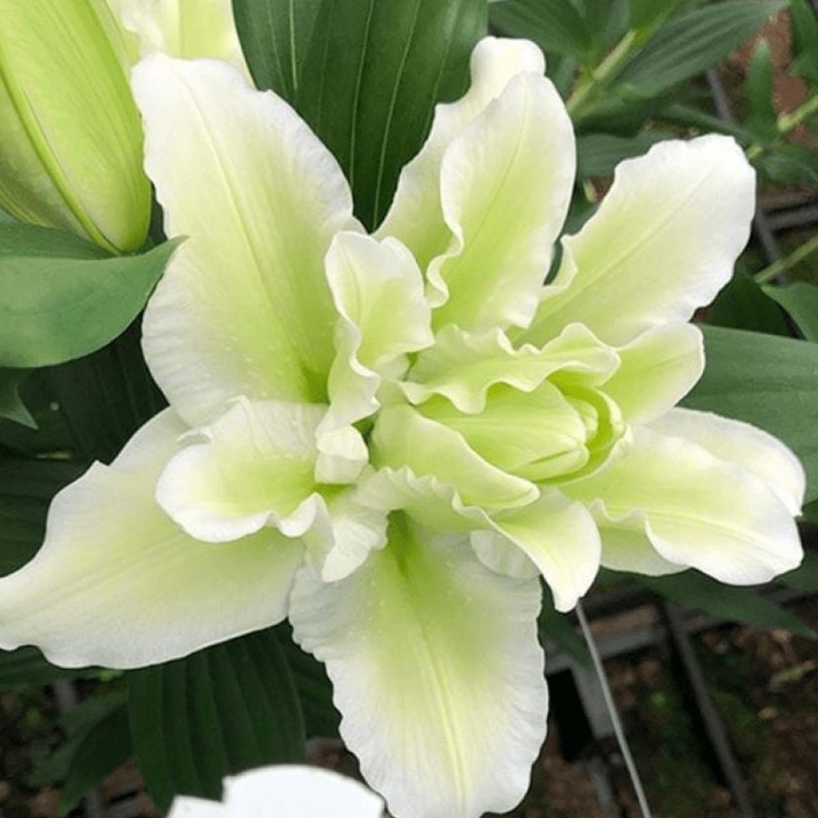 Лилия Роузлили Джоэлла Лилия Роузлили Джоэлла - Dolina-Sad.Ru