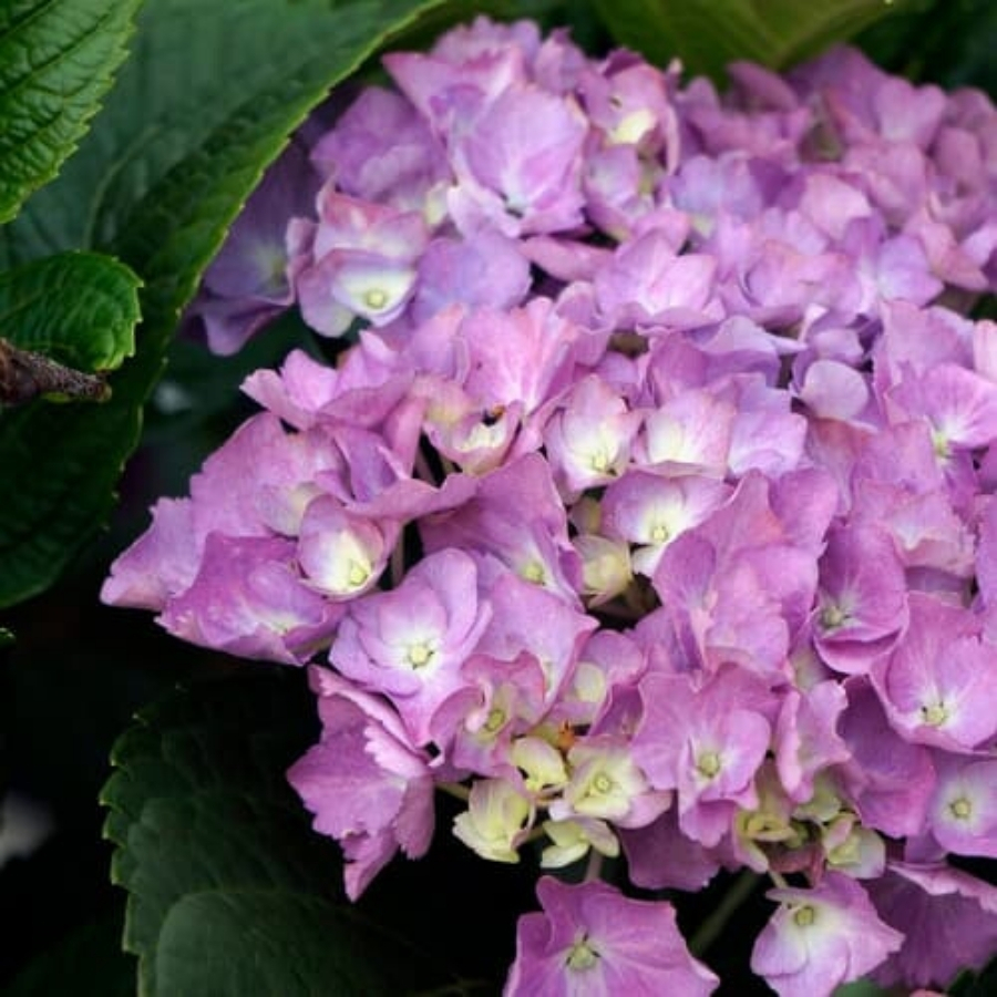 Гортензия крупнолистная Дива - Dolina-Sad.Ru