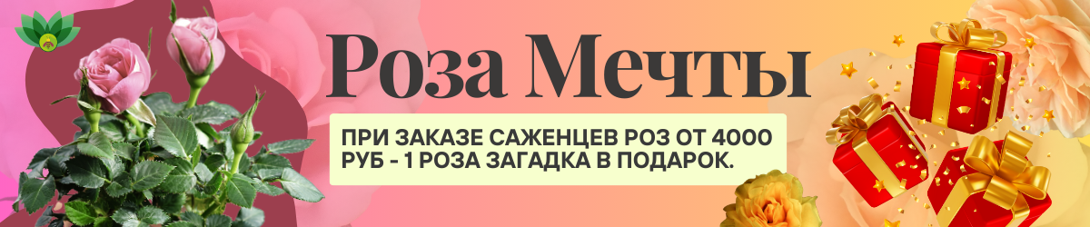 розы подарок