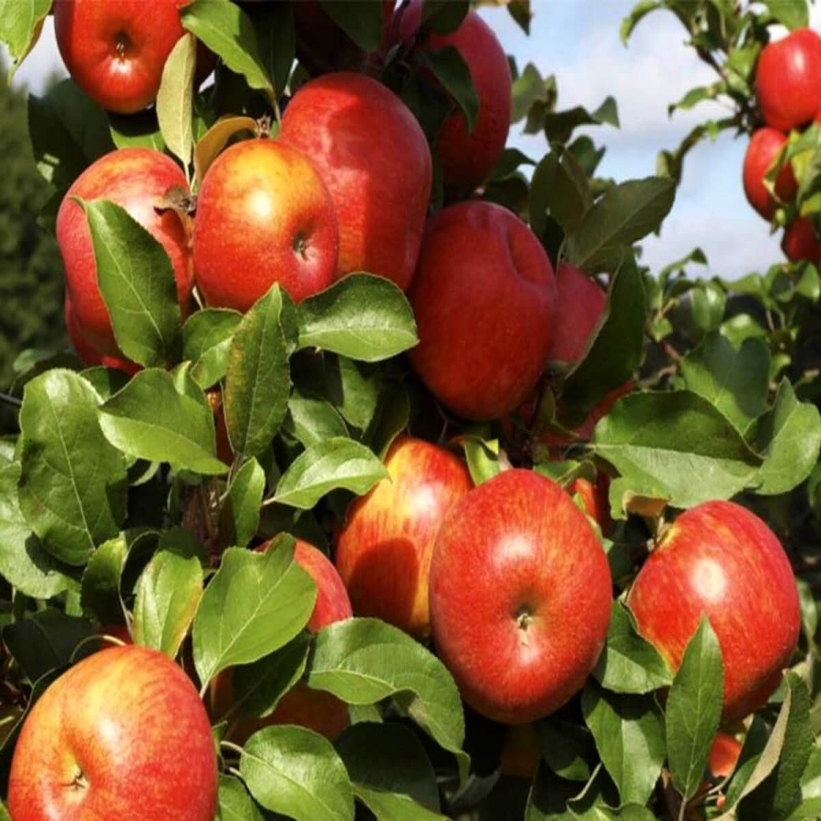 Яблоня Арнабель - Dolina-Sad.Ru