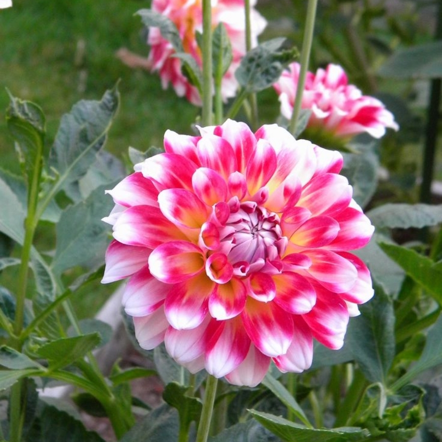 Георгина Хавайи Георгина Хавайи - Dolina-Sad.Ru