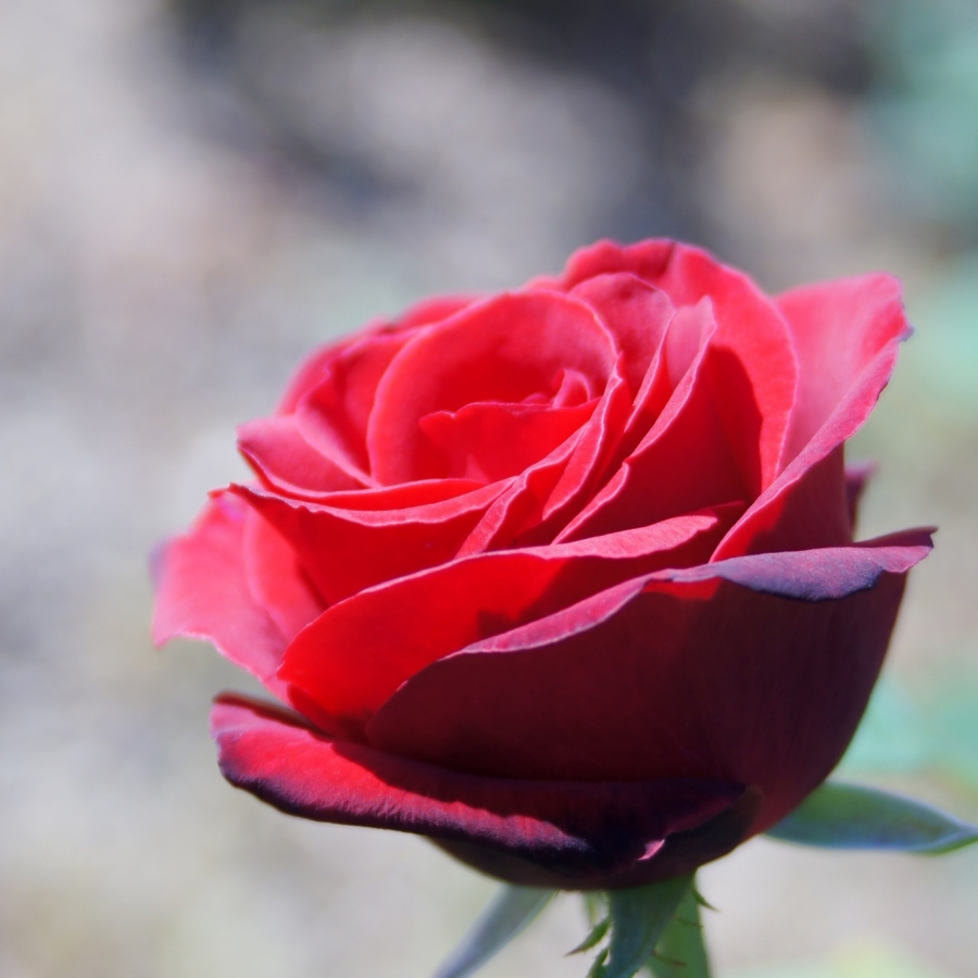 Роза штамбовая Гранд Гала Роза штамбовая Гранд Гала - Dolina-Sad.Ru